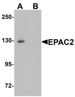 ProSci&nbsp;EPAC2 Peptide