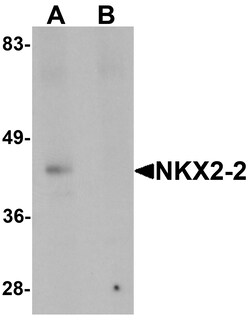 ProSci&nbsp;NKX2-2 Peptide