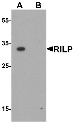 ProSci&nbsp;RILP Peptide