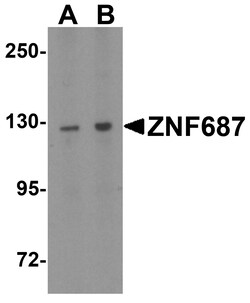 ProSci&nbsp;ZNF687 Peptide