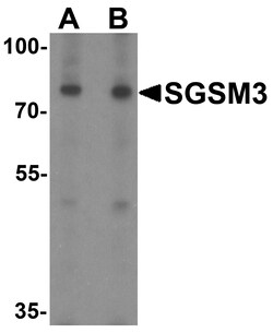 ProSci&nbsp;SGSM3 Peptide