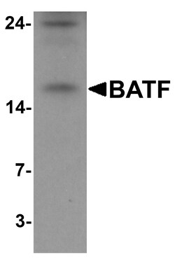 ProSci&nbsp;BATF Peptide