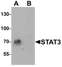 ProSci&nbsp;STAT3 Peptide