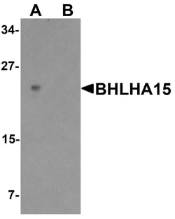ProSci&nbsp;BHLHA15 Peptide