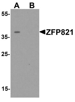 ProSci&nbsp;ZNF821 Peptide
