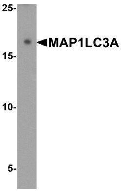 ProSci&nbsp;MAP1LC3A Peptide
