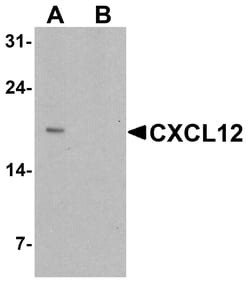 ProSci&nbsp;CXCL12 Peptide