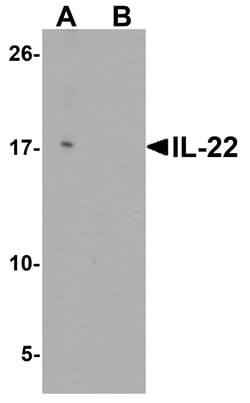 ProSci&nbsp;IL-22 Peptide