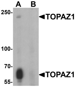ProSci&nbsp;TOPAZ1 Peptide