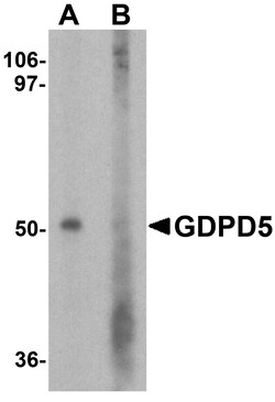 ProSci&nbsp;GDPD5 Peptide