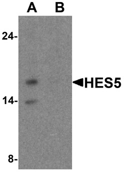 ProSci&nbsp;HES5 Peptide