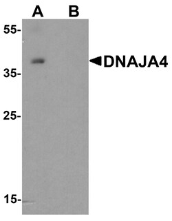 ProSci&nbsp;DNAJA4 Peptide