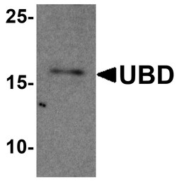ProSci&nbsp;UBD Peptide