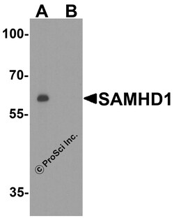 ProSci&nbsp;SAMHD1 Peptide