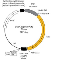 Promega pGL4.53[<i>luc2</i>/PGK] Vector