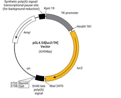 Promega pGL4.54[<i>luc2</i>/TK] Vector