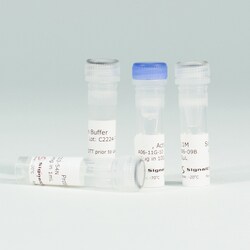 Promega SGK1 Kinase Enzyme System, 1mg