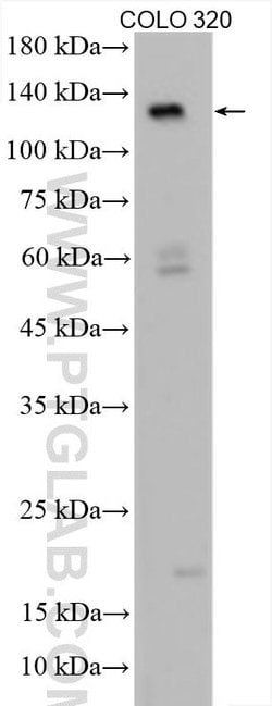 APAF1 Rabbit anti-Human, Polyclonal, Proteintech:Anticuerpos:Anticuerpos