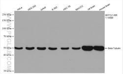 Beta Tubulin Rabbit anti-Human, Mouse, Rat, Zebrafish, Clone: 2O13, Proteintech