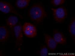 CSPP1 Rabbit anti-Human, Mouse, Rat, CoraLite 594, Polyclonal, Proteintech