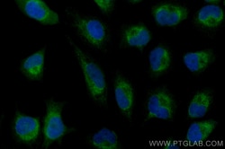 CoraLite Plus 488-conjugated DRP1 (C-terminal) Rabbit Polyclonal Antibody,