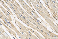 DSP Mouse Monoclonal Antibody, Proteintech Unconjugated; 150 &mu;L:Anticorps,