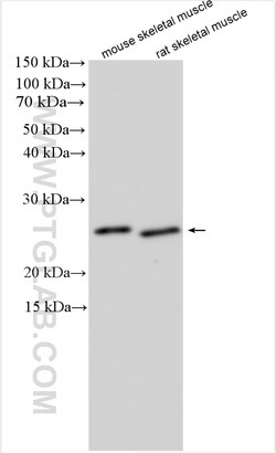 DUPD1 / DUSP27 Rabbit Polyclonal Antibody, Proteintech:Antibodies:Primary