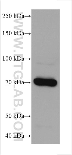 DVL1 Mouse Monoclonal Antibody, Proteintech Unconjugated; 150 &mu;L:Antibodies,