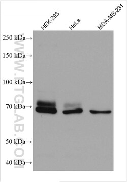 DVL1 Mouse Monoclonal Antibody, Proteintech Unconjugated; 150 &mu;L:Antibodies,