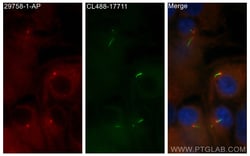 DYNC2H1 Rabbit Polyclonal Antibody, Proteintech Unconjugated; 150 &mu;L:Antibodies,
