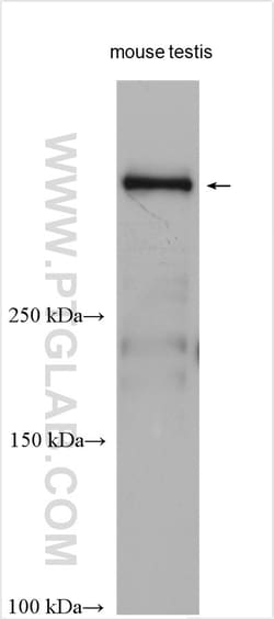 DYNC2H1 Rabbit Polyclonal Antibody, Proteintech Unconjugated; 150 &mu;L:Antibodies,