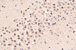 LC8/DYNLL1 Rabbit Polyclonal Antibody, Proteintech Unconjugated; 20 &mu;L:Antibodies,