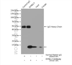 LC8/DYNLL1 Rabbit Polyclonal Antibody, Proteintech Unconjugated; 20 &mu;L:Antibodies,