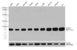 DYNLT1 Mouse Monoclonal Antibody, Proteintech:Antibodies:Primary Antibodies