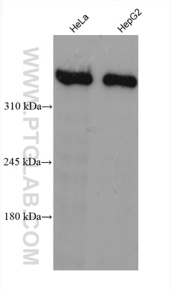 Dystrophin Mouse Monoclonal Antibody, Proteintech Unconjugated; 20 &mu;L:Antibodies,
