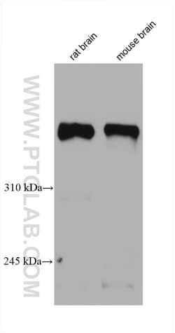Dystrophin Mouse Monoclonal Antibody, Proteintech Unconjugated; 20 &mu;L:Antibodies,