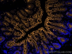 Anti-Mouse CD324 (E-cadherin) (DECMA-1), Proteintech:Antibodies:Primary