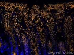 Anti-Mouse CD324 (E-cadherin) (DECMA-1), Proteintech:Antibodies:Primary