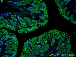 Anti-Mouse CD324 (E-cadherin) (DECMA-1), Proteintech:Antibodies:Primary