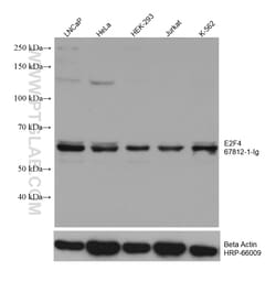 E2F4 Mouse Monoclonal Antibody, Proteintech Unconjugated; 20 &mu;L:Antibodies,