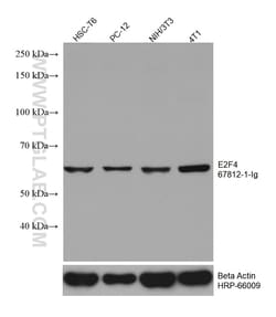 E2F4 Mouse Monoclonal Antibody, Proteintech Unconjugated; 20 &mu;L:Antibodies,