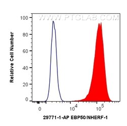 EBP50/NHERF-1 Rabbit Polyclonal Antibody, Proteintech Unconjugated; 150