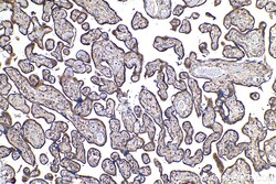 EBP50/NHERF-1 Rabbit Polyclonal Antibody, Proteintech Unconjugated; 150