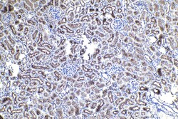 EBP50/NHERF-1 Rabbit Polyclonal Antibody, Proteintech Unconjugated; 150