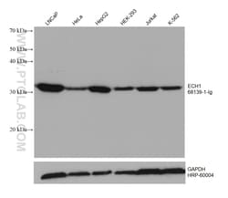 ECH1 Mouse Monoclonal Antibody, Proteintech Unconjugated; 150 &mu;L:Antibodies,
