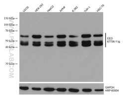 EED Mouse Monoclonal Antibody, Proteintech:Antibodies:Primary Antibodies