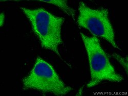EEF1G Mouse Monoclonal Antibody, Proteintech Unconjugated; 20 &mu;L:Antibodies,
