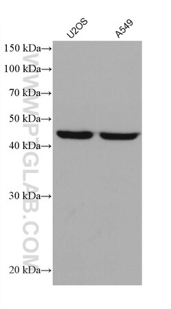 EEF1G Mouse Monoclonal Antibody, Proteintech Unconjugated; 20 &mu;L:Antibodies,