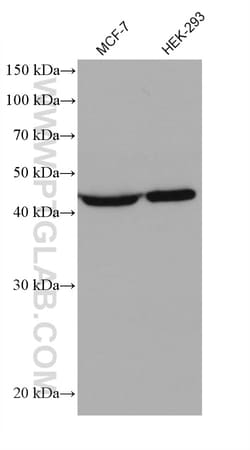 EEF1G Mouse Monoclonal Antibody, Proteintech Unconjugated; 20 &mu;L:Antibodies,