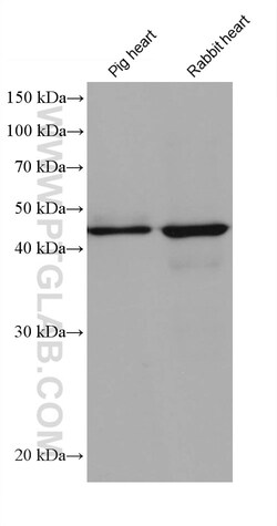 EEF1G Mouse Monoclonal Antibody, Proteintech Unconjugated; 20 &mu;L:Antibodies,